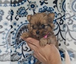 Small Photo #20 Yoranian Puppy For Sale in LEWISBURG, KY, USA