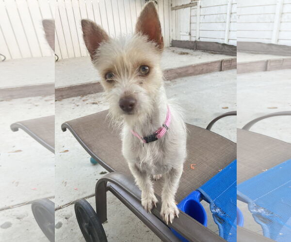 Medium Photo #1 Cairn Terrier-Unknown Mix Puppy For Sale in San Diego, CA, USA