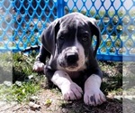 Small Photo #16 Great Dane Puppy For Sale in OGDEN, UT, USA