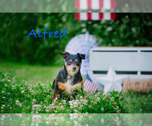 Medium Photo #1 Chipin Puppy For Sale in Topeka, KS, USA