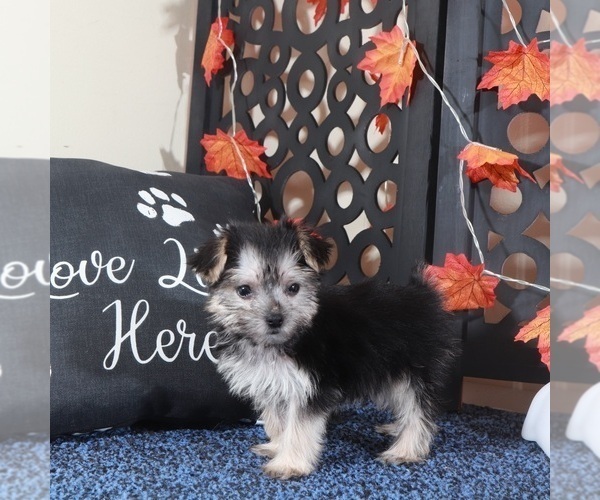 Medium Photo #2 Yo-Chon Puppy For Sale in MOUNT VERNON, OH, USA