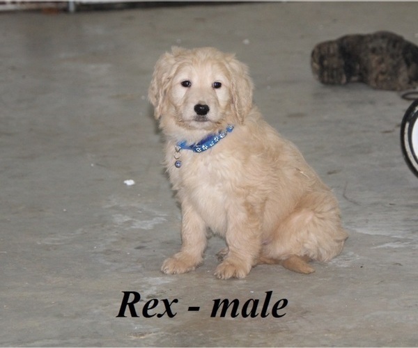 Medium Photo #2 Goldendoodle Puppy For Sale in CLARKRANGE, TN, USA
