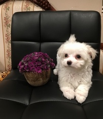 Maltese Puppy for sale in LOS ANGELES, CA, USA