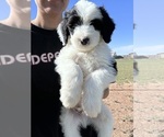 Puppy Pineapple Sheepadoodle