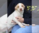 Small #3 Labrador Retriever Mix