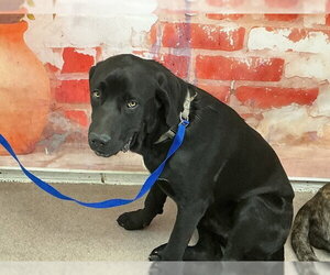 Mutt Dogs for adoption in San Bernardino, CA, USA