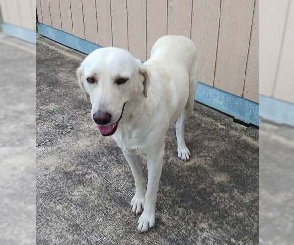 Medium Photo #4 Labrador Retriever-Unknown Mix Puppy For Sale in Brewster, NY, USA