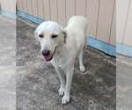 Small #3 Labrador Retriever Mix