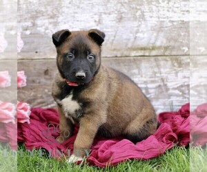 Belgian Malinois Puppy for sale in RONKS, PA, USA