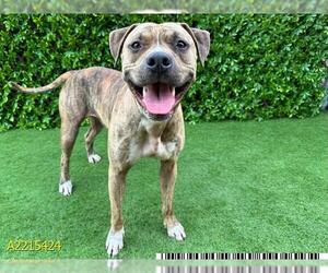 Staffordshire Bull Terrier Dogs for adoption in West Palm Beach, FL, USA