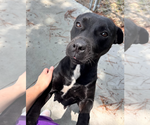 Small #1 American Pit Bull Terrier Mix