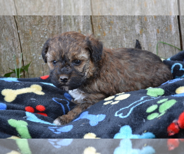 Medium Photo #4 Poodle (Miniature) Puppy For Sale in GREENWOOD, WI, USA