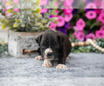 Small #3 Boxer