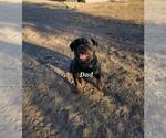 Small Photo #1 Rottweiler Puppy For Sale in GOODYEAR, AZ, USA