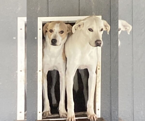 Medium Photo #1 Beagle-Border Collie Mix Puppy For Sale in Pottstown, PA, USA