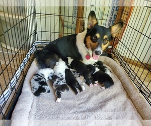 Mother of the Aussie-Corgi puppies born on 03/03/2023