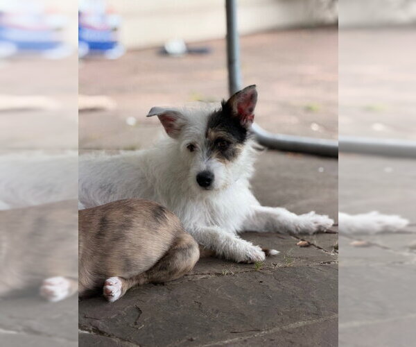 Medium Photo #1 Mutt Puppy For Sale in Missouri City, TX, USA
