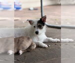 Small Mutt
