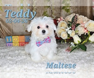 Maltese Puppy for sale in BARNETT, MO, USA