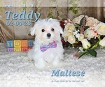 Image preview for Ad Listing. Nickname: Teddy