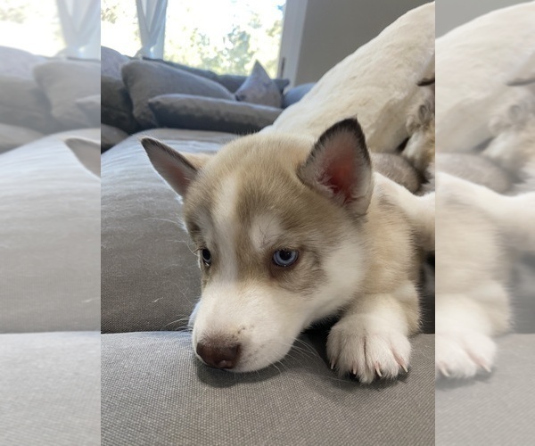 Medium Photo #3 Siberian Husky Puppy For Sale in PEYTON, CO, USA