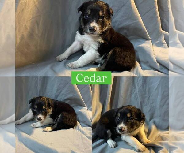 Medium Photo #3 Border Collie Puppy For Sale in BUCKLEY, WA, USA
