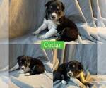 Small #2 Border Collie