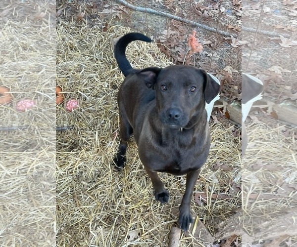 Medium Photo #1 Labrador Retriever Puppy For Sale in Holly Springs, NC, USA