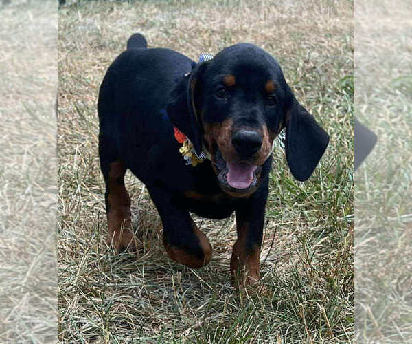 Medium Photo #2 Doberman Pinscher Puppy For Sale in WARSAW, IN, USA