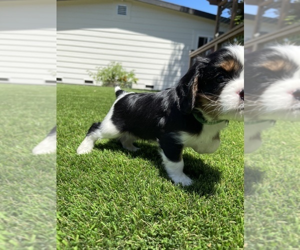 Medium Photo #18 Cavalier King Charles Spaniel Puppy For Sale in SANTA ROSA, CA, USA