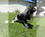 Small Photo #18 Cavalier King Charles Spaniel Puppy For Sale in SANTA ROSA, CA, USA