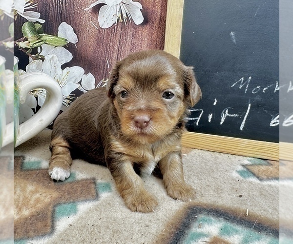 Medium Photo #18 Morkie Puppy For Sale in CASSVILLE, MO, USA