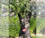 Small #26 German Shepherd Dog Mix