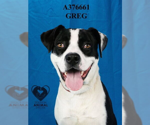 Medium Photo #2 Mutt Puppy For Sale in Stockton, CA, USA
