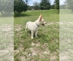 Small #6 German Shepherd Dog