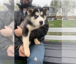 Small Photo #20 Siberian Husky Puppy For Sale in TRIMBLE, MO, USA