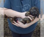Small Photo #4 Cocker Spaniel-Dachshund Mix Puppy For Sale in Huntley, IL, USA