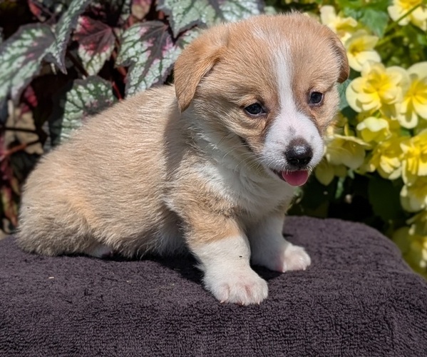 Medium Photo #52 Pembroke Welsh Corgi Puppy For Sale in GOSHEN, IN, USA