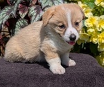 Small Photo #52 Pembroke Welsh Corgi Puppy For Sale in GOSHEN, IN, USA