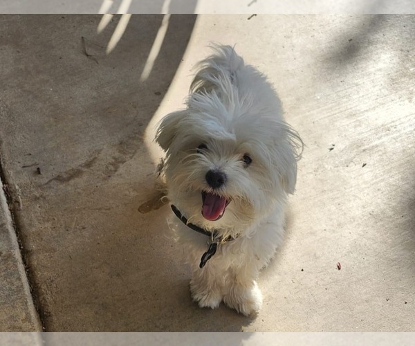 Medium Photo #1 Maltese Puppy For Sale in PLACITAS, NM, USA