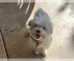 Image preview for Ad Listing. Nickname: Mini polar bear