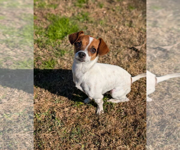 Medium Photo #1 Chihuahua-Unknown Mix Puppy For Sale in Oakhurst, NJ, USA