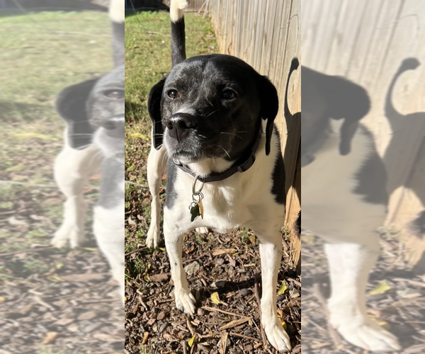 Medium Photo #1 Pointer-Unknown Mix Puppy For Sale in Decatur, GA, USA