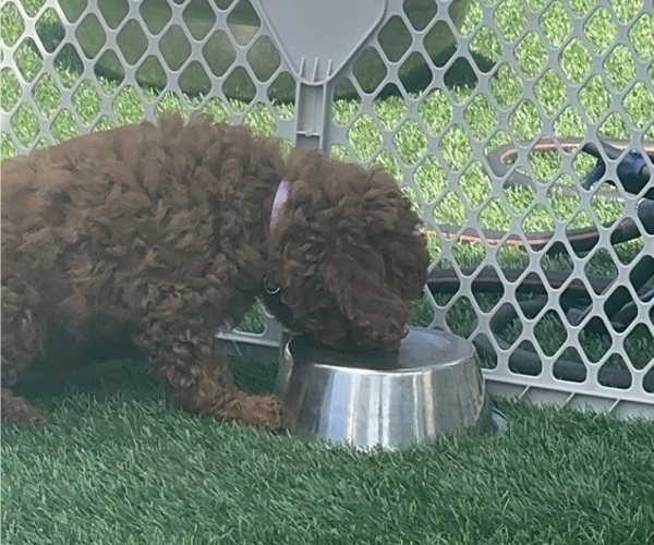 Medium Photo #4 Goldendoodle (Miniature) Puppy For Sale in APTOS, CA, USA