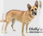 Small German Shepherd Dog Mix