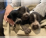 Small Photo #21 German Wirehaired Pointer Puppy For Sale in PAOLA, KS, USA