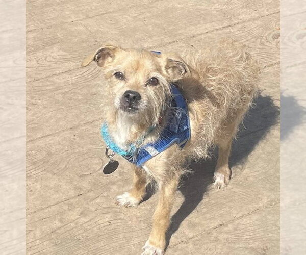 Medium Photo #3 Mutt Puppy For Sale in Rochester, NY, USA