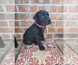 Great Dane Puppy for sale in BELLE CHASSE, LA, USA