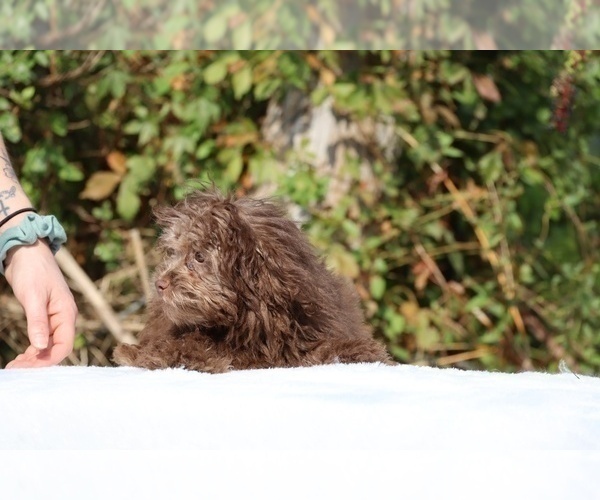 Medium Photo #41 ShihPoo Puppy For Sale in DYERSBURG, TN, USA