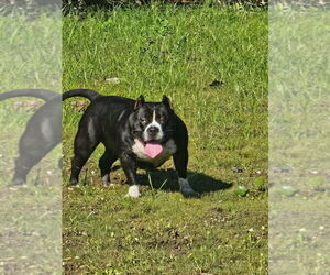 Mother of the American Bully puppies born on 12/29/2025